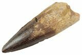 Fossil Spinosaurus Tooth - Feeding Worn Tooth #368075-1